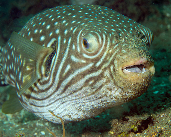  Arothron reticularis (Reticulated Pufferfish)